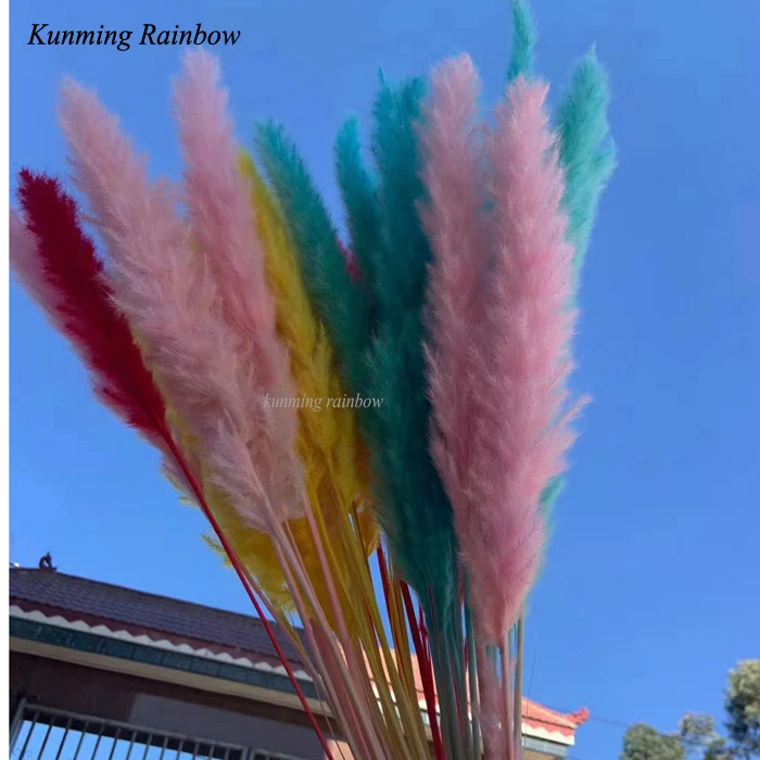 Wholesale Dry Flowers Wedding Dried Decorative Flower Best Natural Real Dried Pampas Grass for art  table flowers