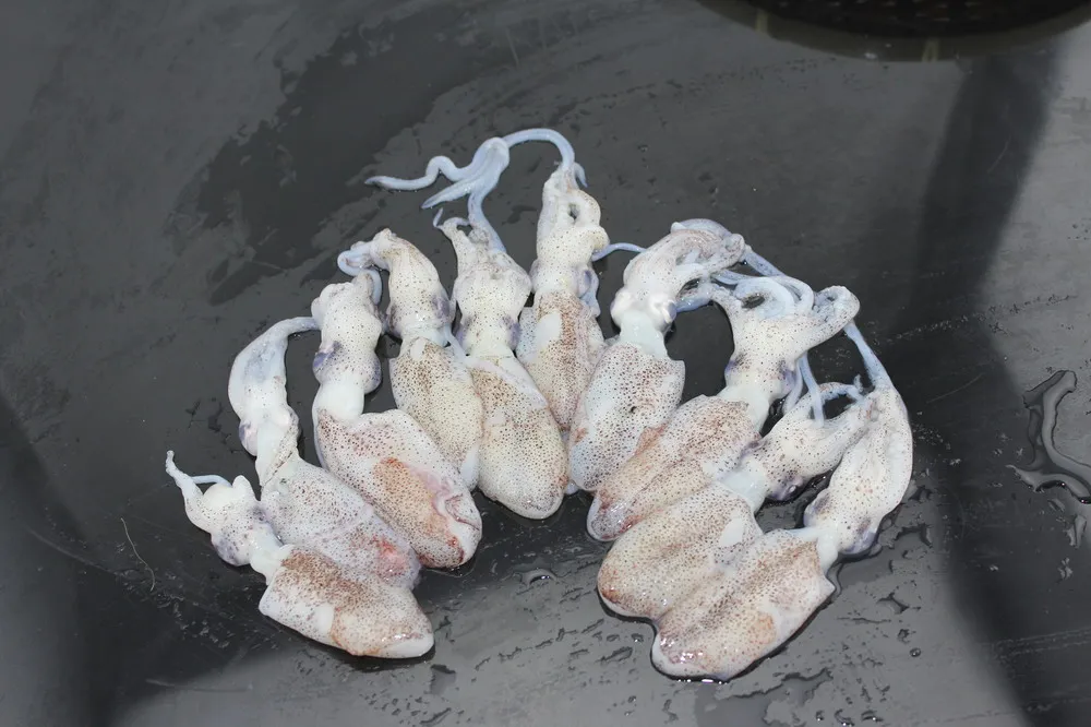 
seafood Frozen squid 5-7cm loligo Whole Round baby squid 