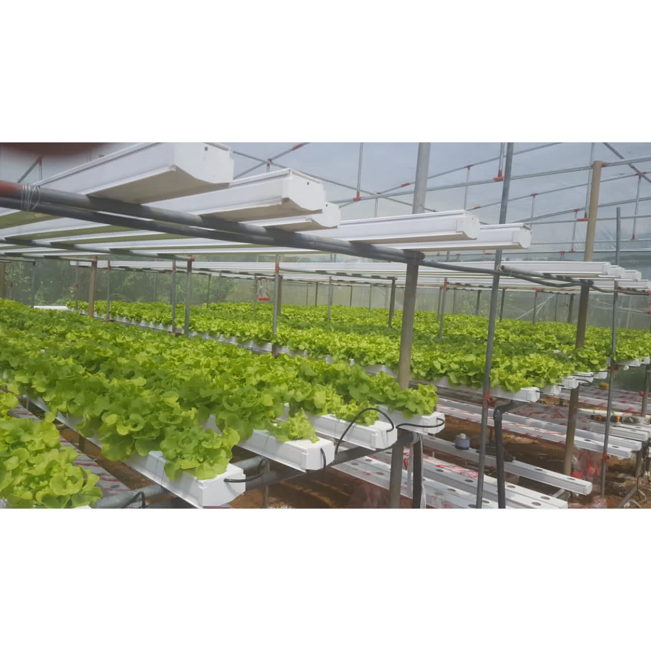 Farm Hydroponic Growing System Hydroponic systems UPVC NFT Channel for Agriculture Greenhouse raised fabric bed