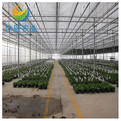 Agricultural/commercial Galvanized Steel Frame Venlo Polycarbonate Hydroponics Strawberry Greenhouses For Sale