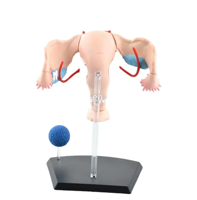V-HM10 4D MASTER female reproductive system anatomical uterus model