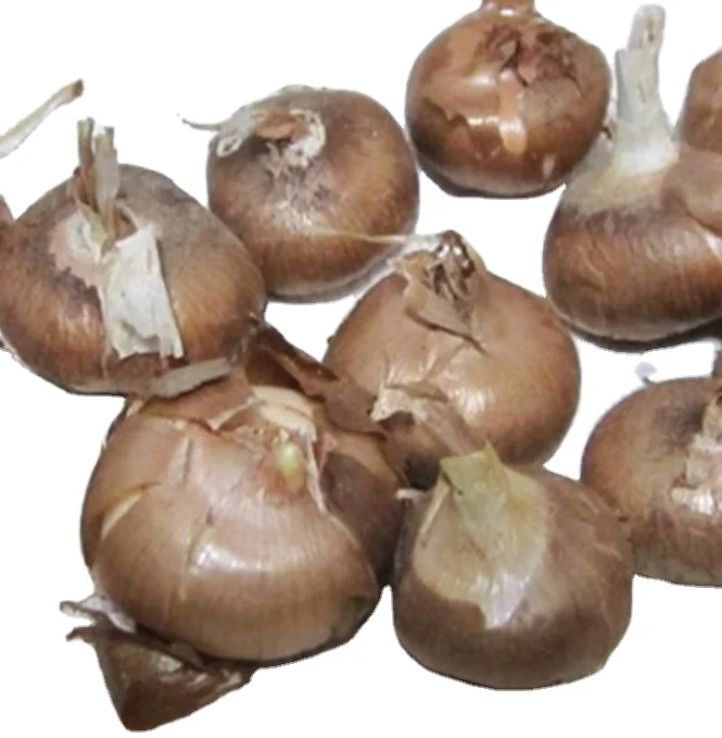 
500g Natural pure aromatic blue flowers saffron bulbs seed for sale 