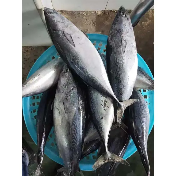 Новое поступление, Лидер продаж, оптовая цена, хорошее качество, замороженная круглая Бонито для консервов