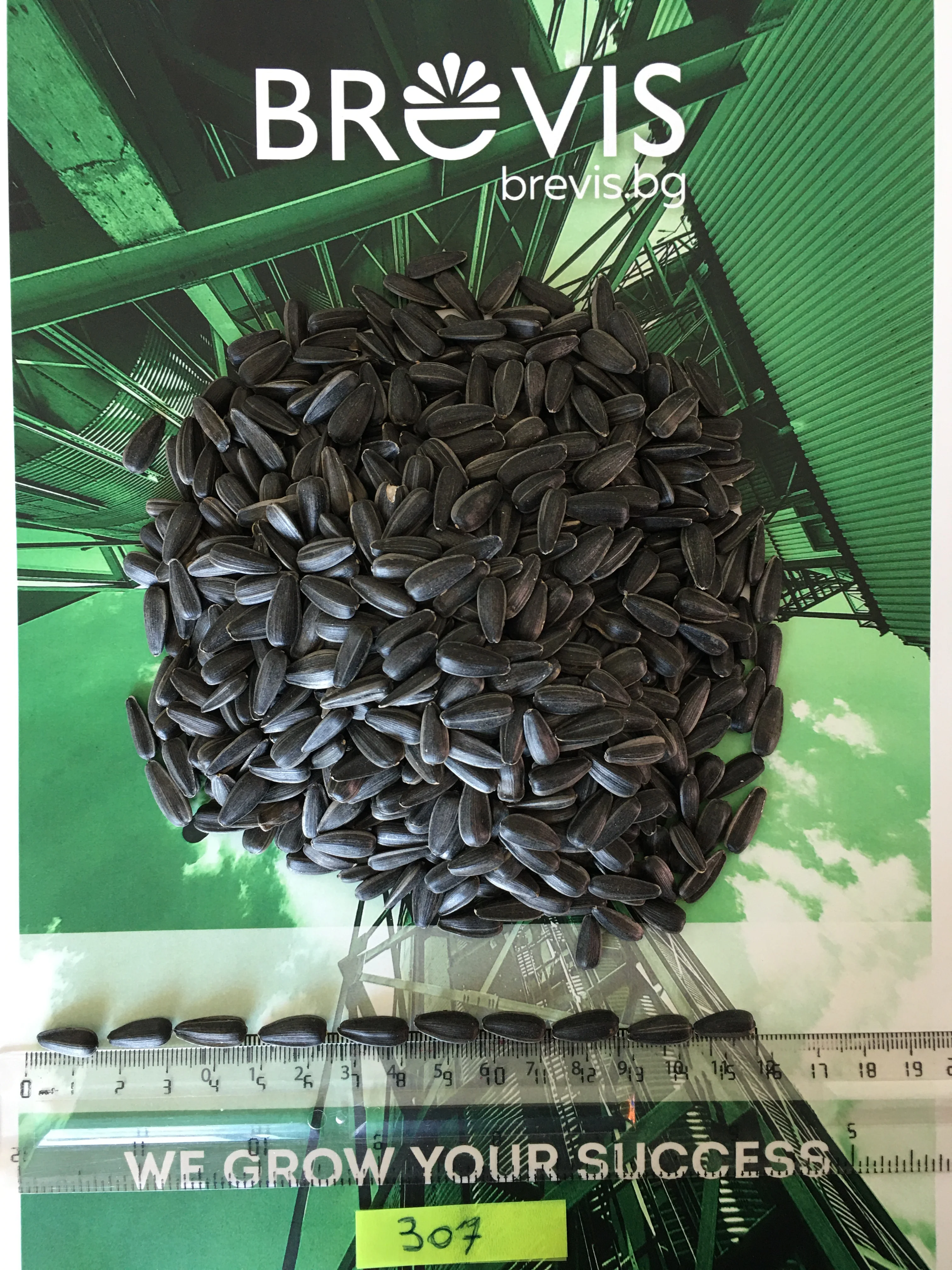 Black  sunflower seeds Nut & Kernels Snacks Roasted sunflower seeds cheap price Wholesale Packaging Private Label