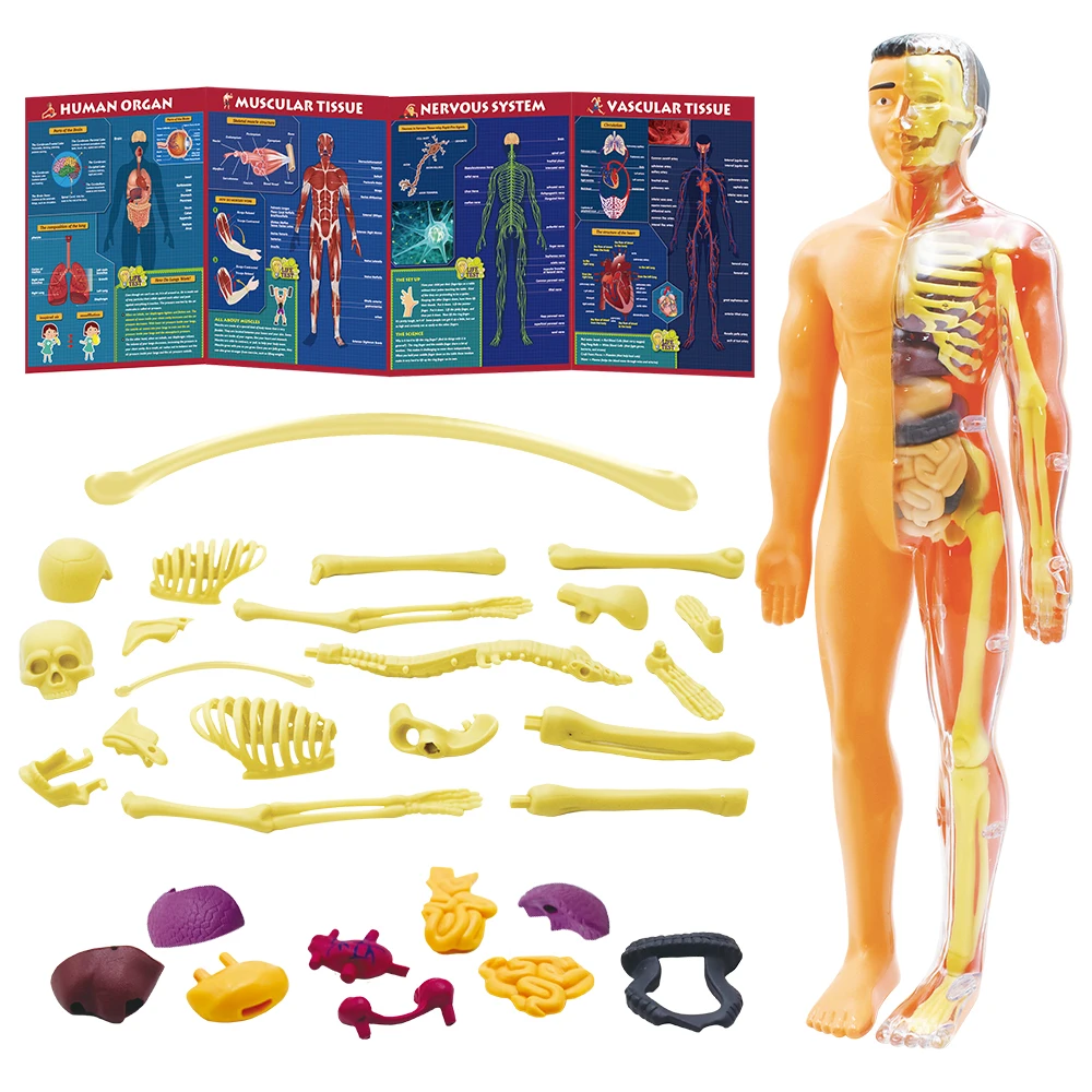 DIY Educational Stem Toy Kids Anatomy Toys 3D Interactive Human Body Model Toys for Kids 8-12 Years