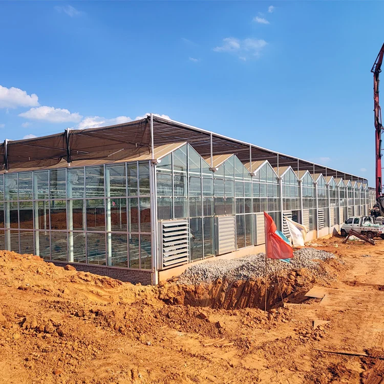 Large size multi-span venlo glass Greenhouse tomato greenhouse and strawberry greenhouse turnkey project