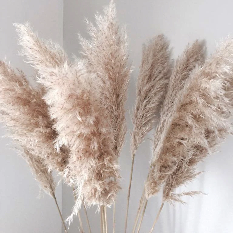 UO new arrivals natural artificial flowers large pampas gray pampas grass dried flower plume size 60cm boho decorative flowers
