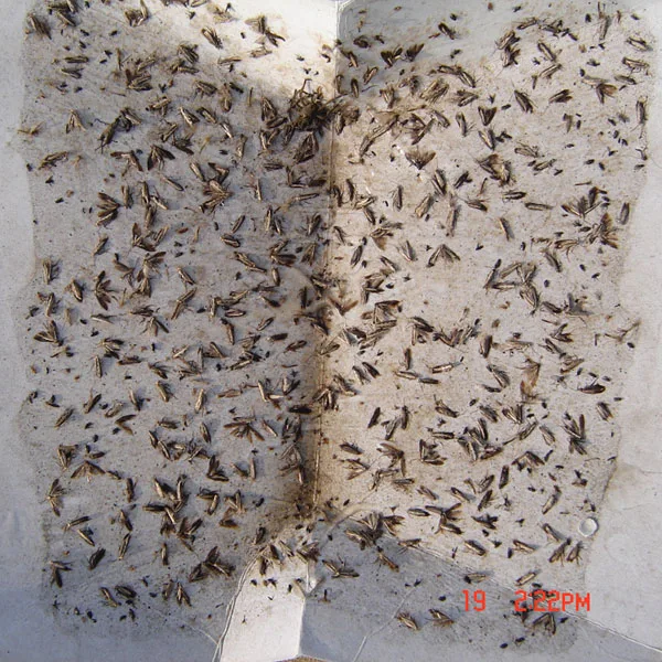 Effective diamond back moth pheromone Plutella Xylostella lure