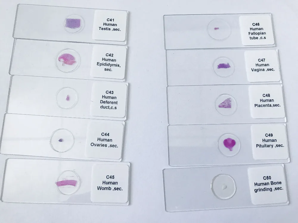 Medical Parasitology teaching used 50 Pieces Different Medical Parasites Prepared Microscope Slides