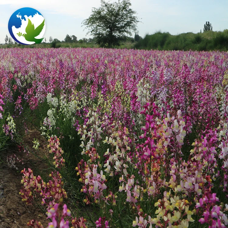 
Perennial Summer Ornamental Flower Seeds Toad Vulgaris Linaria Toadvertisement Flax Toadflax Seeds 