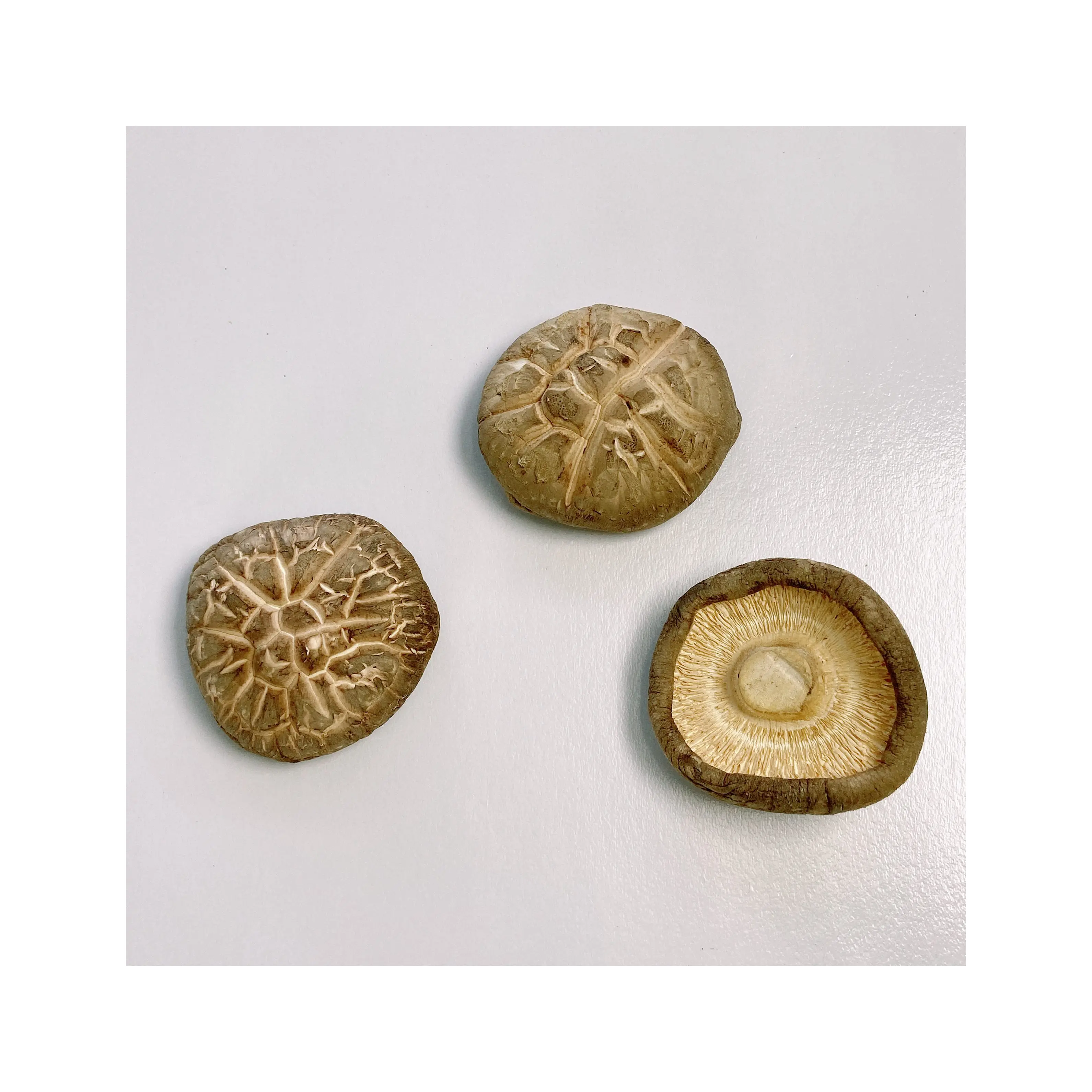 Tawny With Seashell Cracks Organic Bulk Dry Shiitake Mushroom Dried
