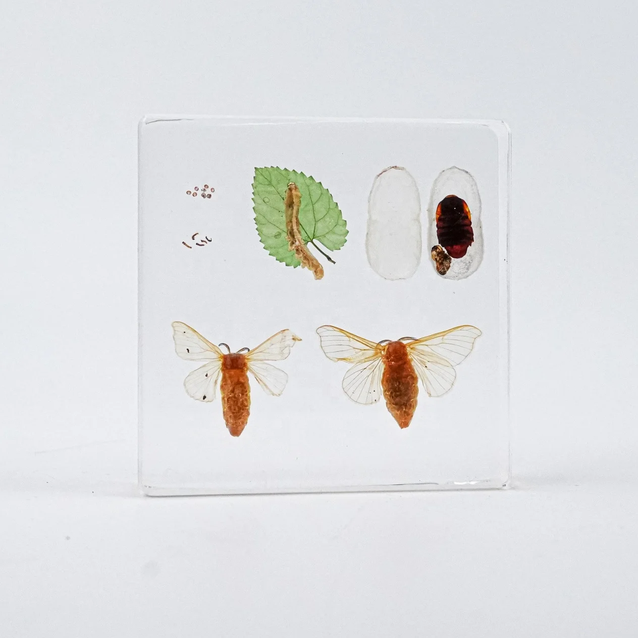Educational Supply Real Insect Paperweight Taxidermy specimen In resin Biological Model Teaching Aid honey bee resin
