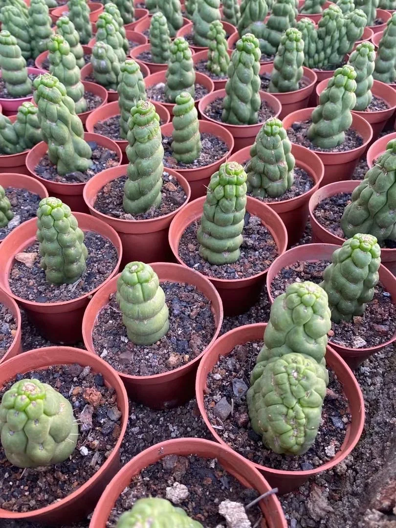 Wholesale live bead plant prickly pear