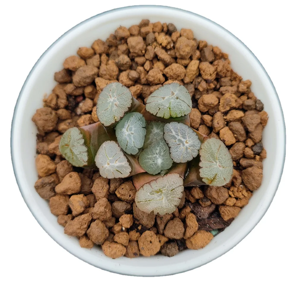 H180 Haworthia maughanii «Мурасаки иназума» редкие суккуленты живые живое растение садоводство Цветочный бонсай комнатное