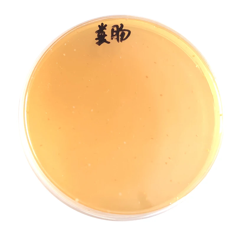 China Powder Form Cattle Feed High Quality Poultry Chicken Food