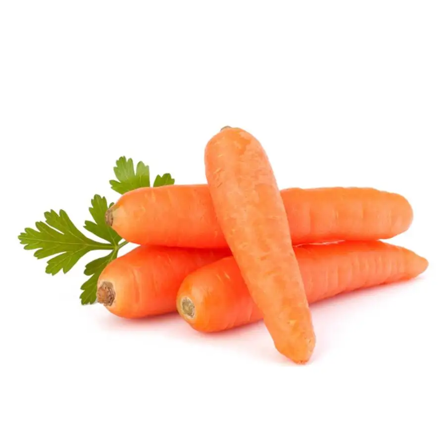 Great quality new harvest no additives natural organic fresh carrots from Uzbekistan with competitive price