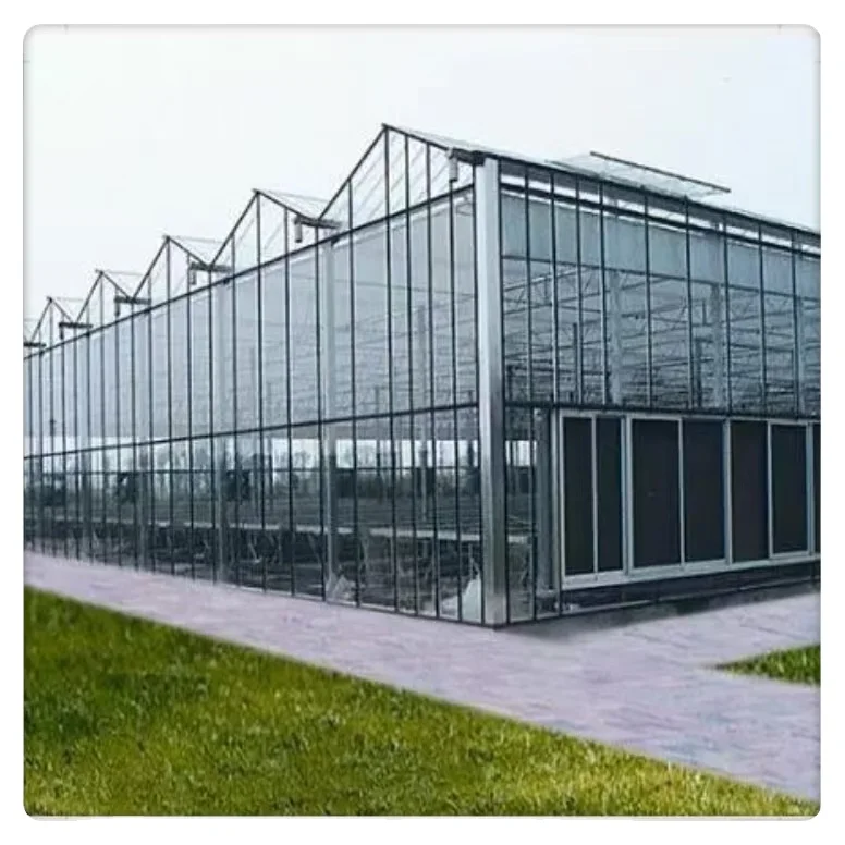 China Customized Intelligent Glass Multi Span Greenhouse for Lettuce Hydroponic Cultivation Film Steel Material Agriculture Use