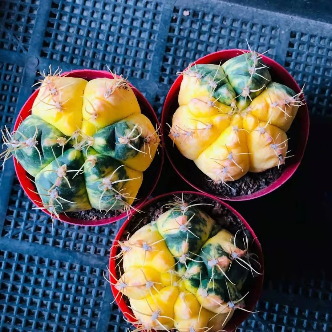 
Succulent plants wholesale sea Wang Jin cactus 6 cm or so take root potted plant radiation protection 