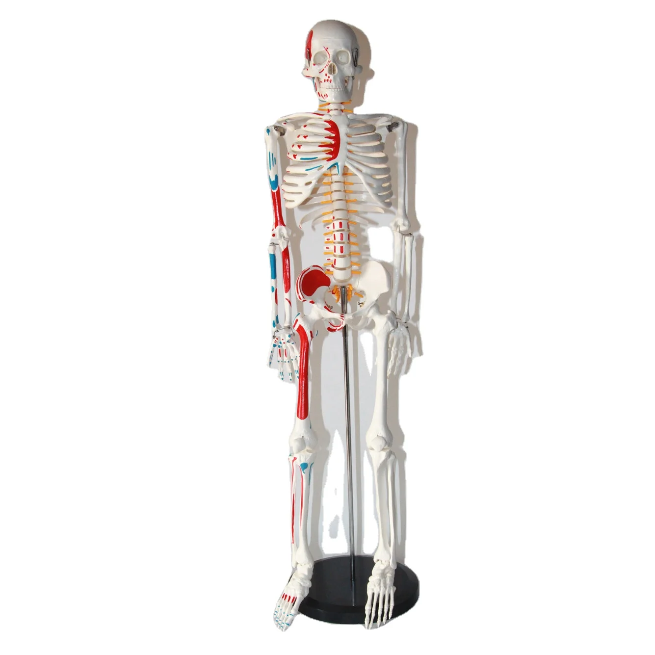Standard 85CM Human Skeleton Model Distribution of skeletal and muscle starting and ending points
