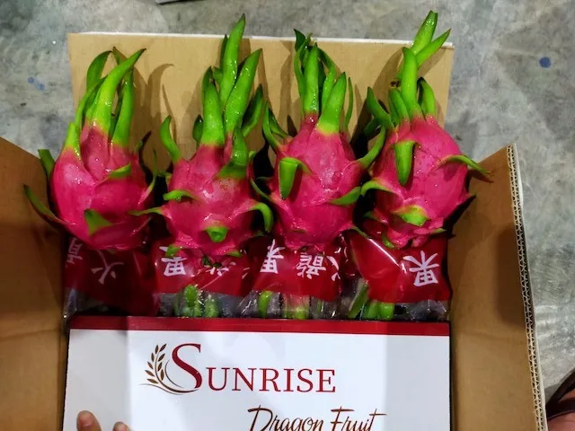 Vietnam Dragon Fruit Export To India Hong Kong Tropical Fresh Fruit 100% Maturity With Common  WHATSAP 0084 989 322 607
