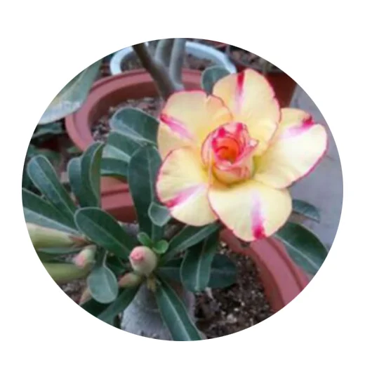 HZDP7 desert rose flower seeds in bulk Adenium obesum