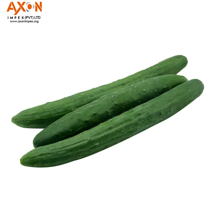 
Best Sale High Quality Competitive Price Fresh Cucumber/Seasonal cucumber/ Long cucumber 