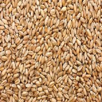 Wheat Grain Brazil Max Soft Bag Brazil Style Packing COLOR Brown Natural Origin Type Milling Dried Protein Product Place