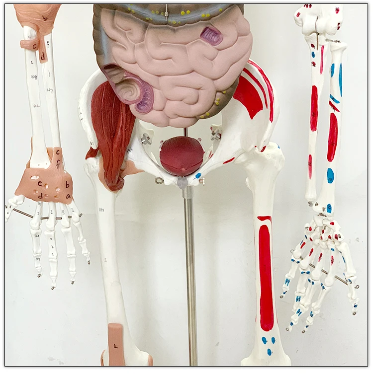 Visceral model of muscle ligament with starting and ending point of muscle in human skeletal model
