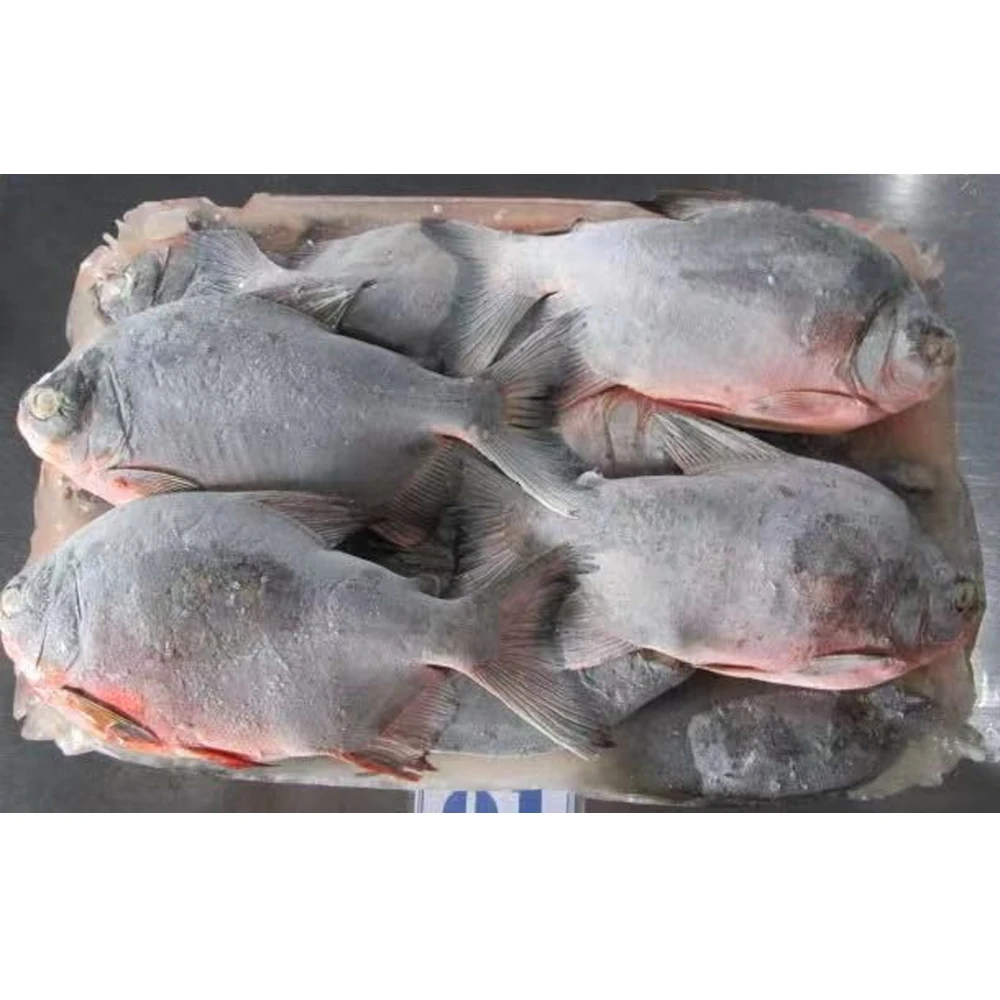Frozen red pomfret fish red pacu price frozen red pomfret fish whole round frozen red pacu fish