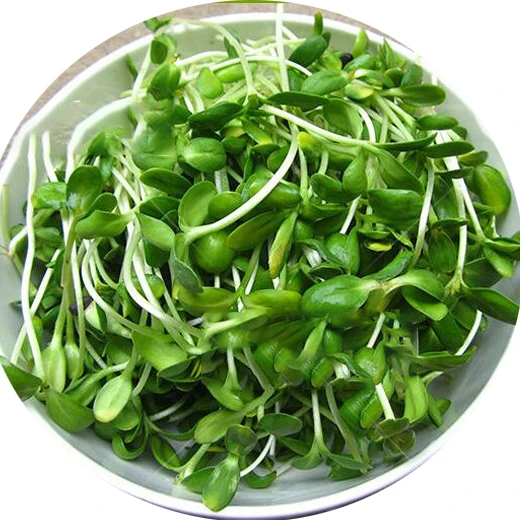 wholesale high quality micro greens/microgreen vegetables seeds for oil sunflower