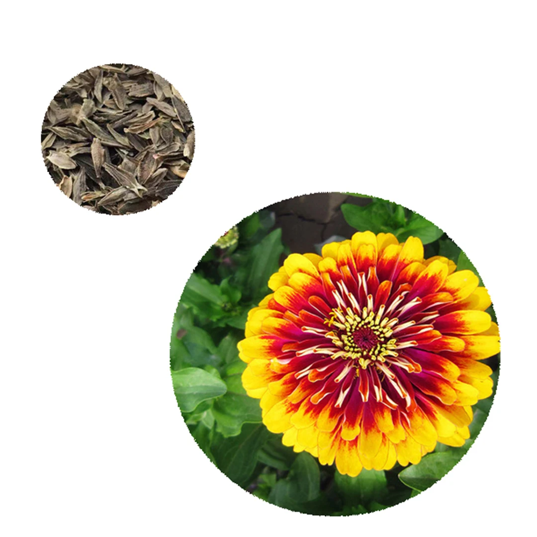 1kg High quality Swizzle Zinnia seeds Zinnia elegans Flower Seed For Planting