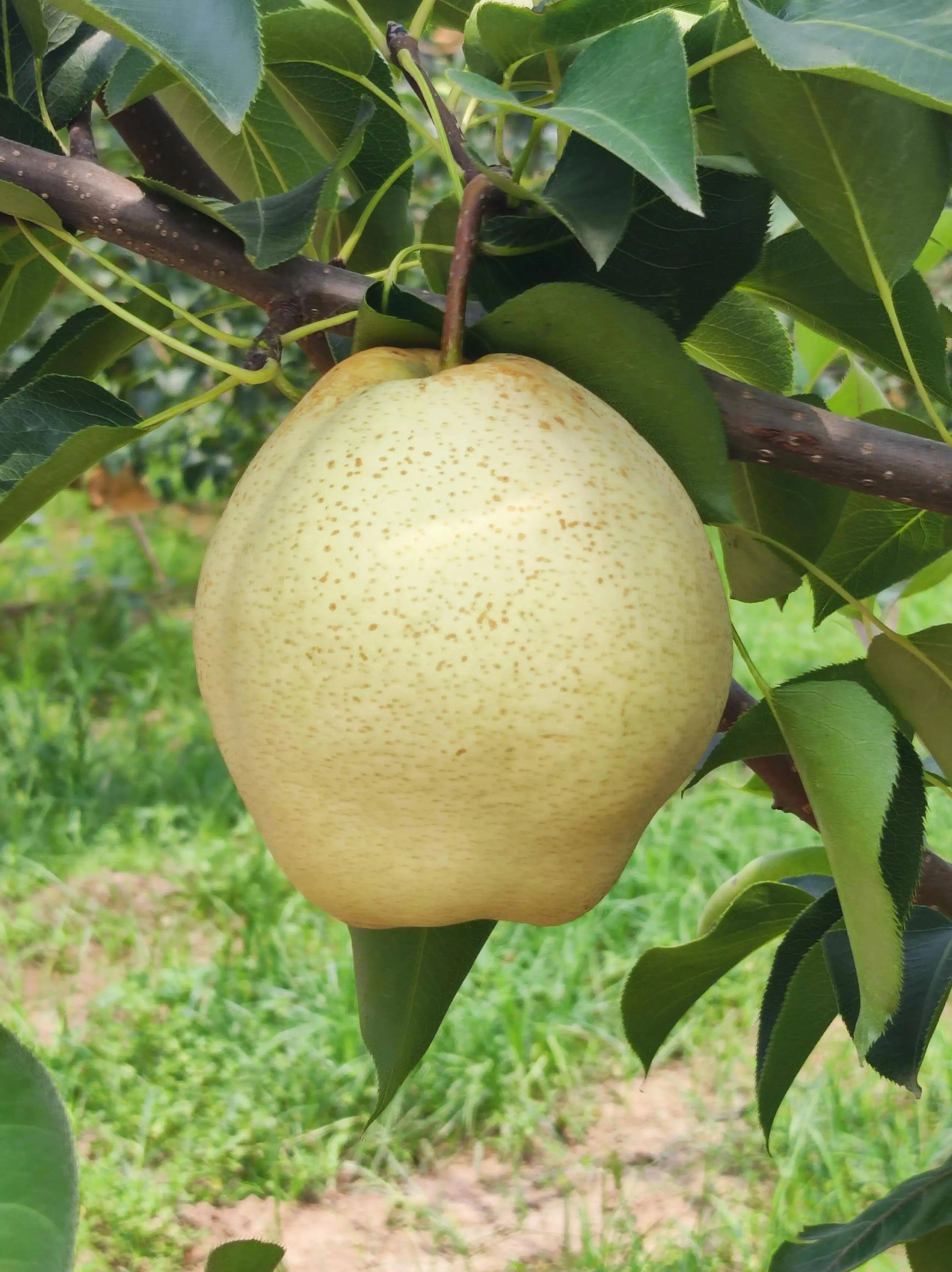 Fresh Fruit Shanong Su Pear,Local plant base directly supply