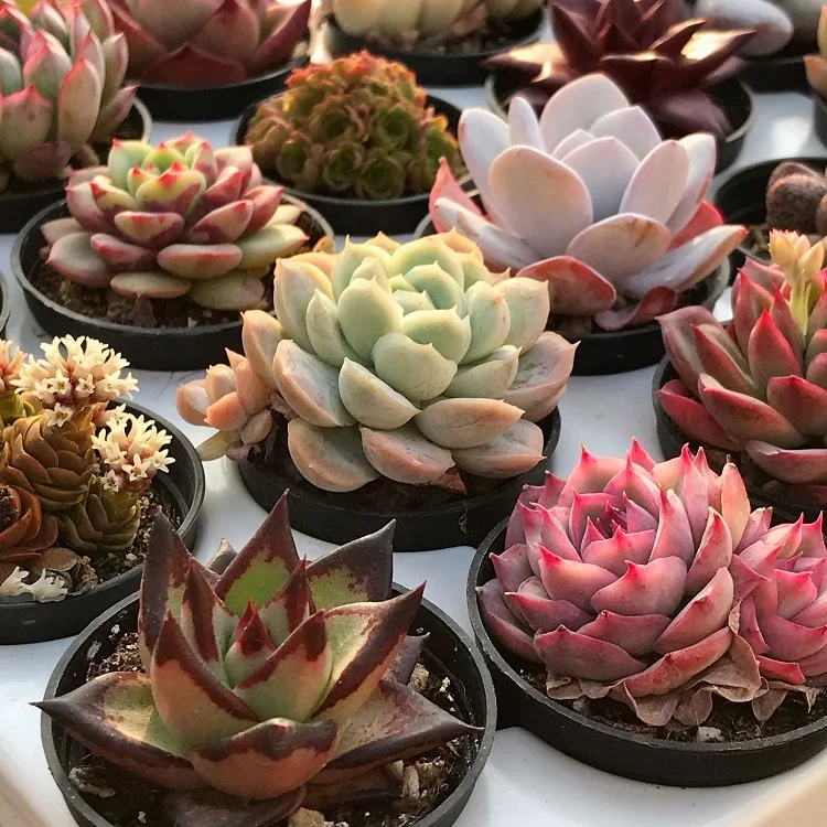 
live plants set natural plants and succulents plants sale 