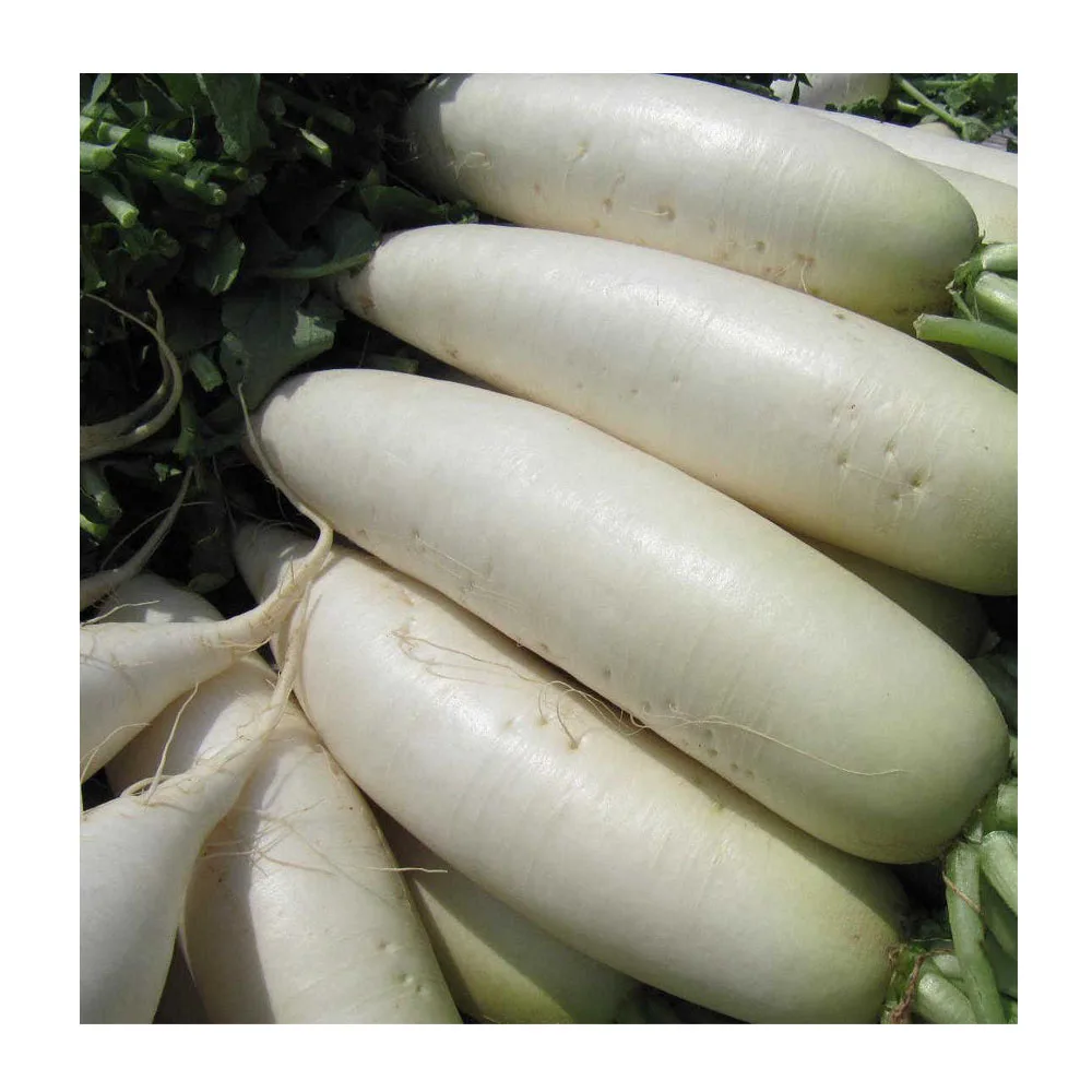 
Hot Selling With Best Price organic Fresh white radish / turnip 
