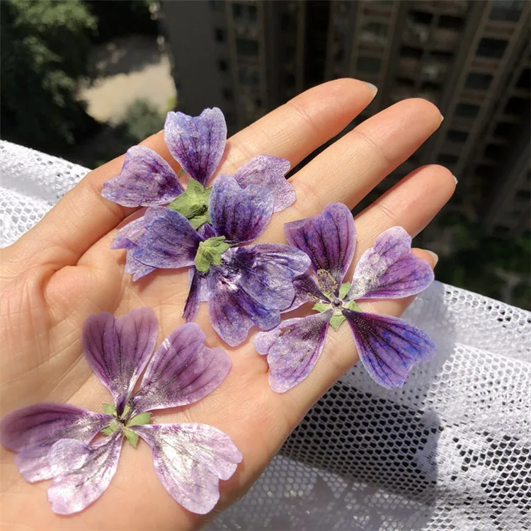 Real Dried Pressed Flower Purple Hollyhock