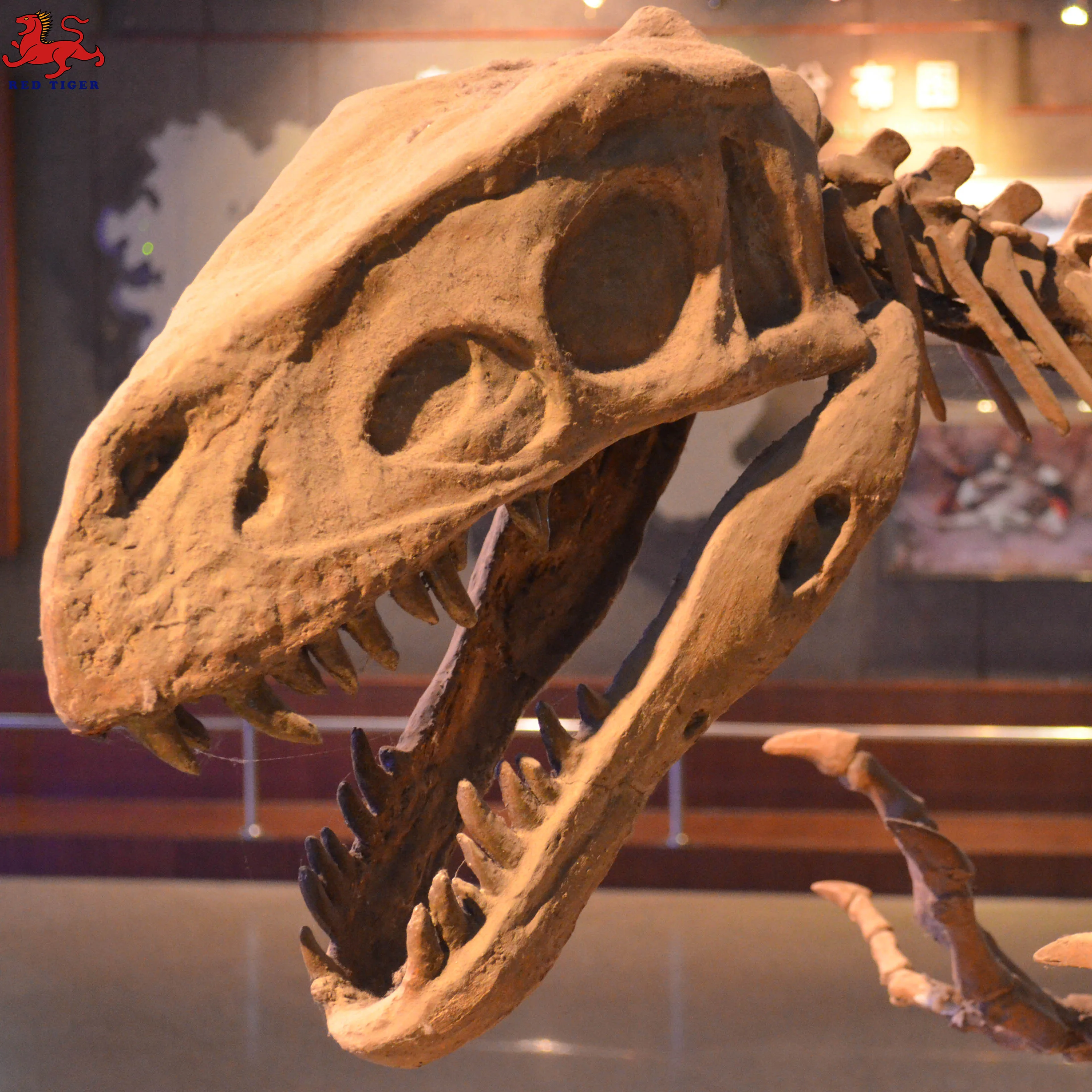 High Simulation Dinosaur  fossil for museum