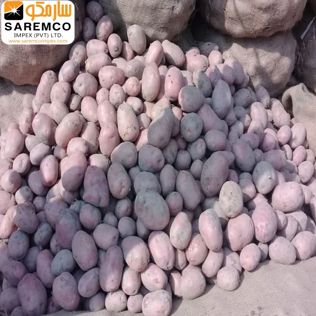Fresh Asterix Potato | New Harvest from Pakistan