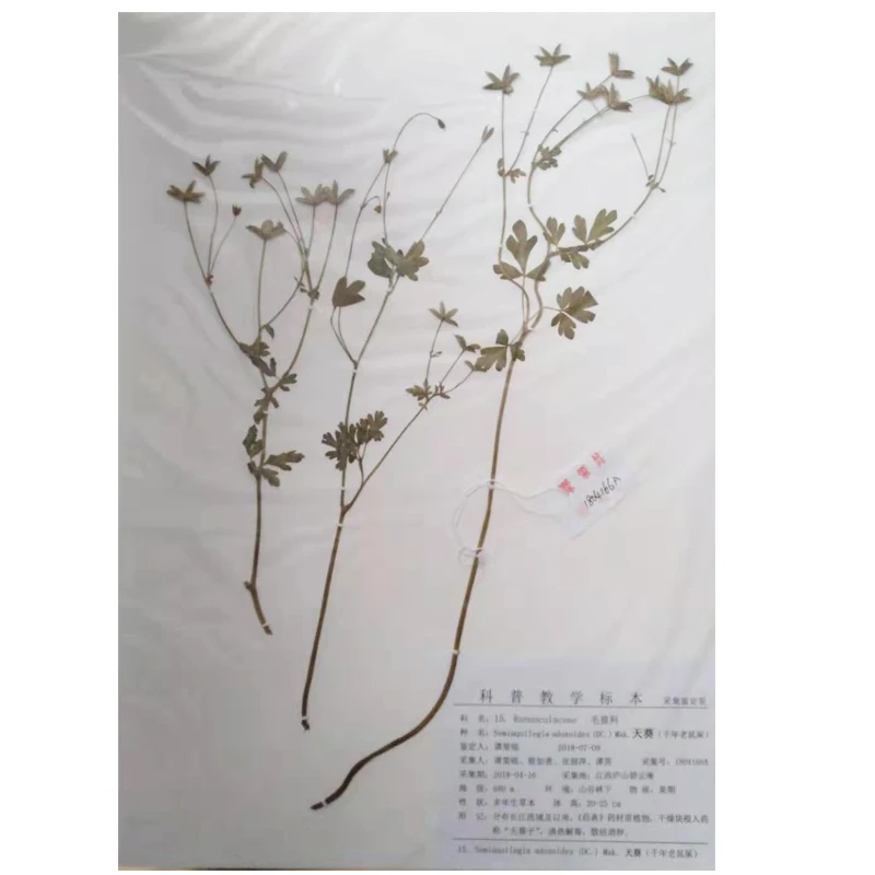 embedded specimens of transparent plants,biology class teaching plant specimen,resin ornaments for plant specimens