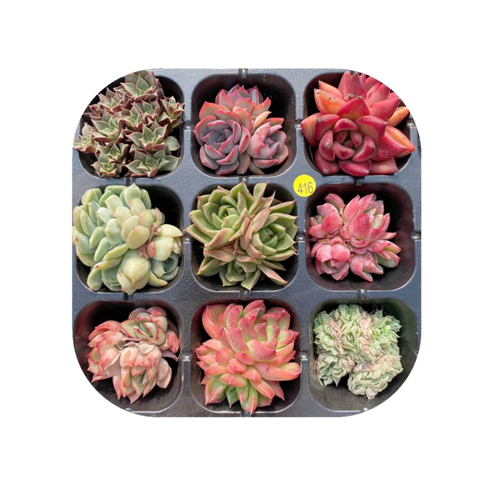 416 Echeveria набор 9 штук суккуленты живое растение Садоводство Цветочный бонсай комнатное растение древесное растение