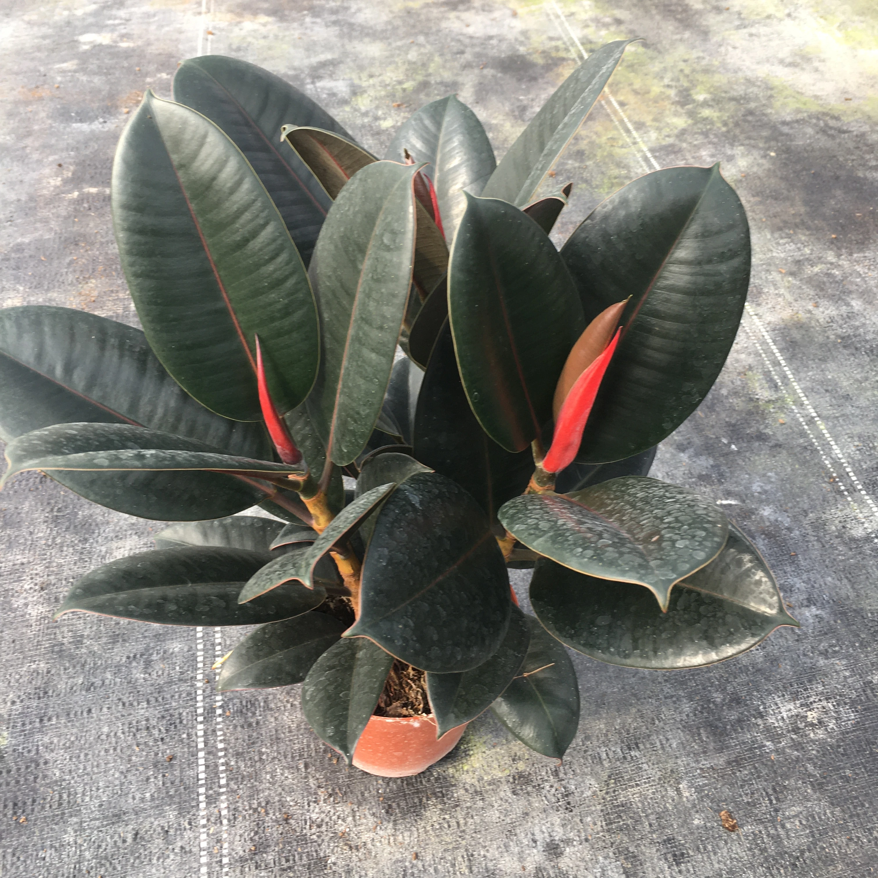 
Good Price high quality rubber tree 