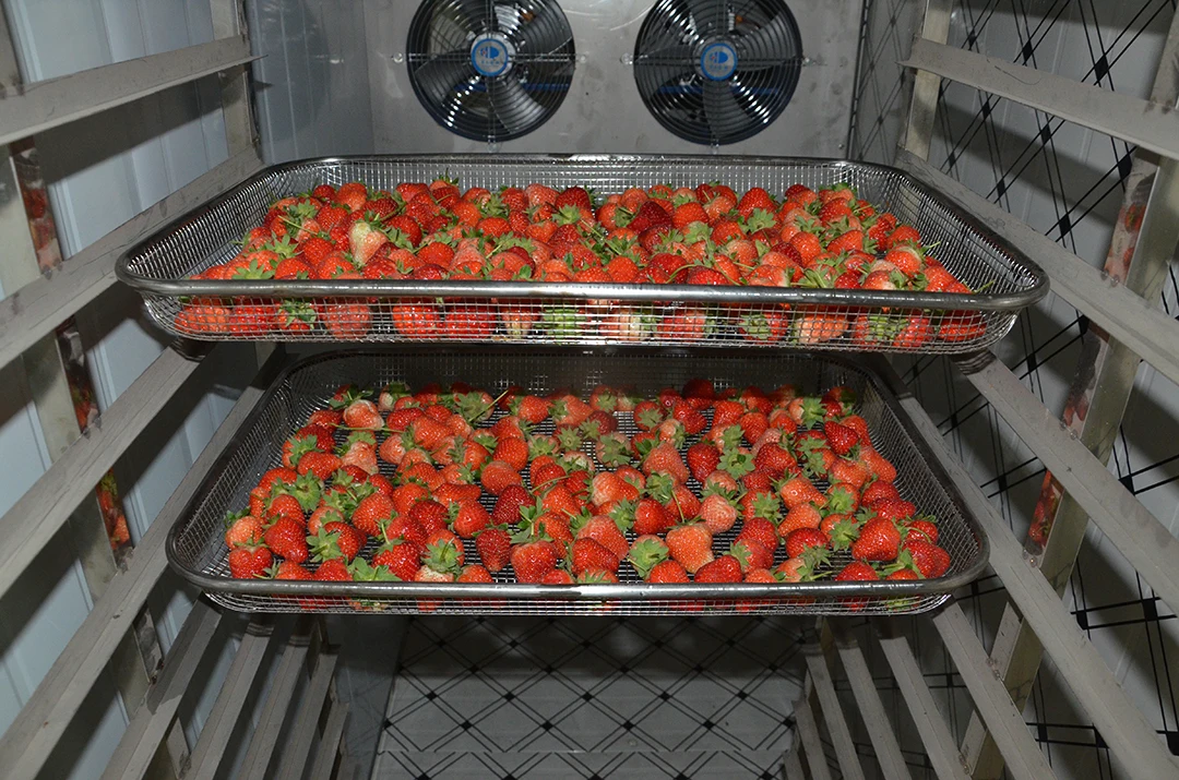 
Vegetable Dryer Machine Fruit Drying Oven Fruits Dryer Machine 