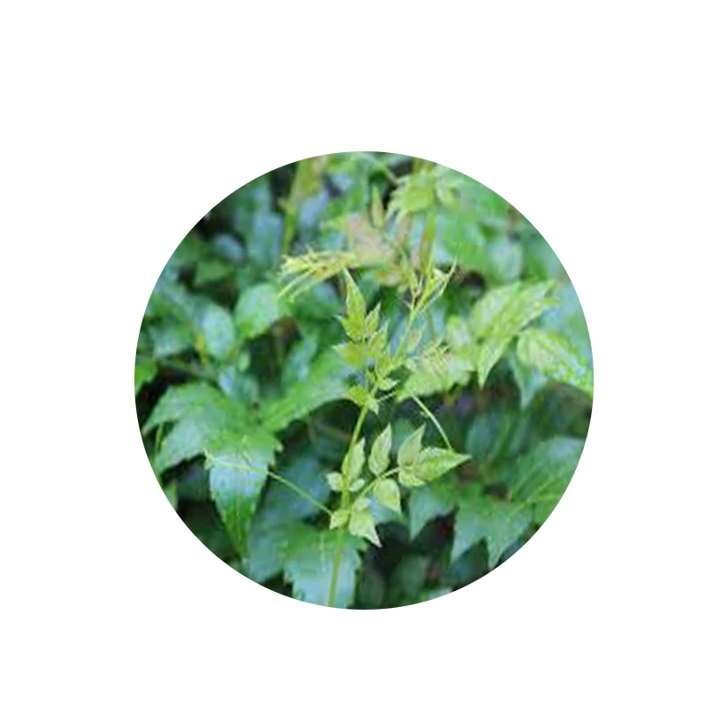 Manufacturer Supply  Health Food 98% Dihydromyricetin Powder Vine Tea Extract