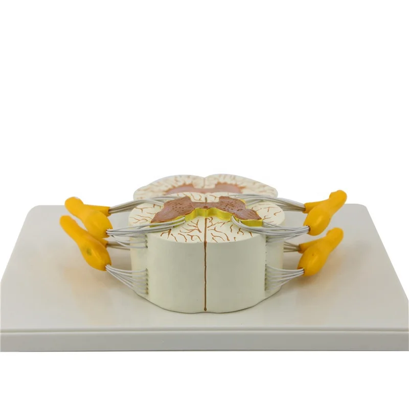 Detailed anatomical human anatomy model Vertebral and Partial Spinal Cord model