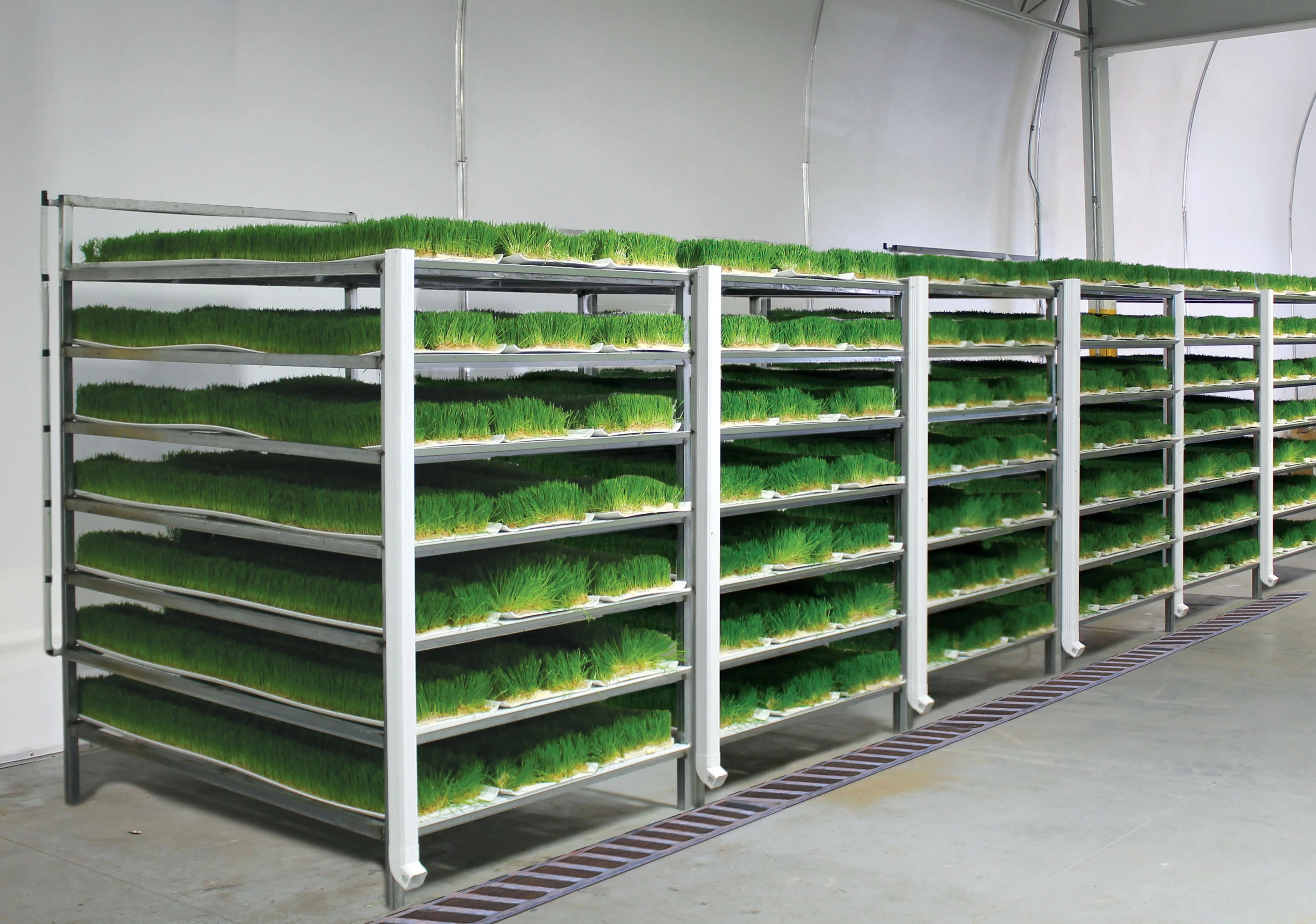 Hot Sale Barley Vertical Fodder Growing Shelf Hydroponic Fodder Grow System For Animals