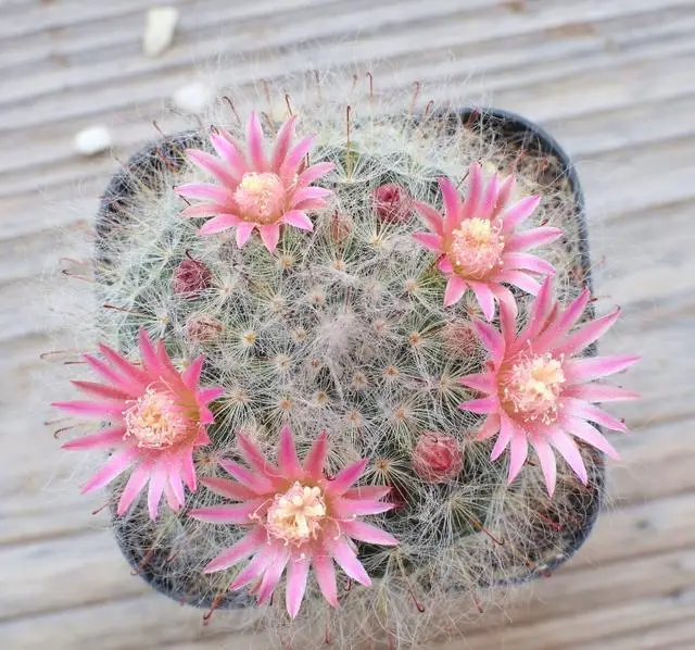 Реалистичный кактус Mammillaria