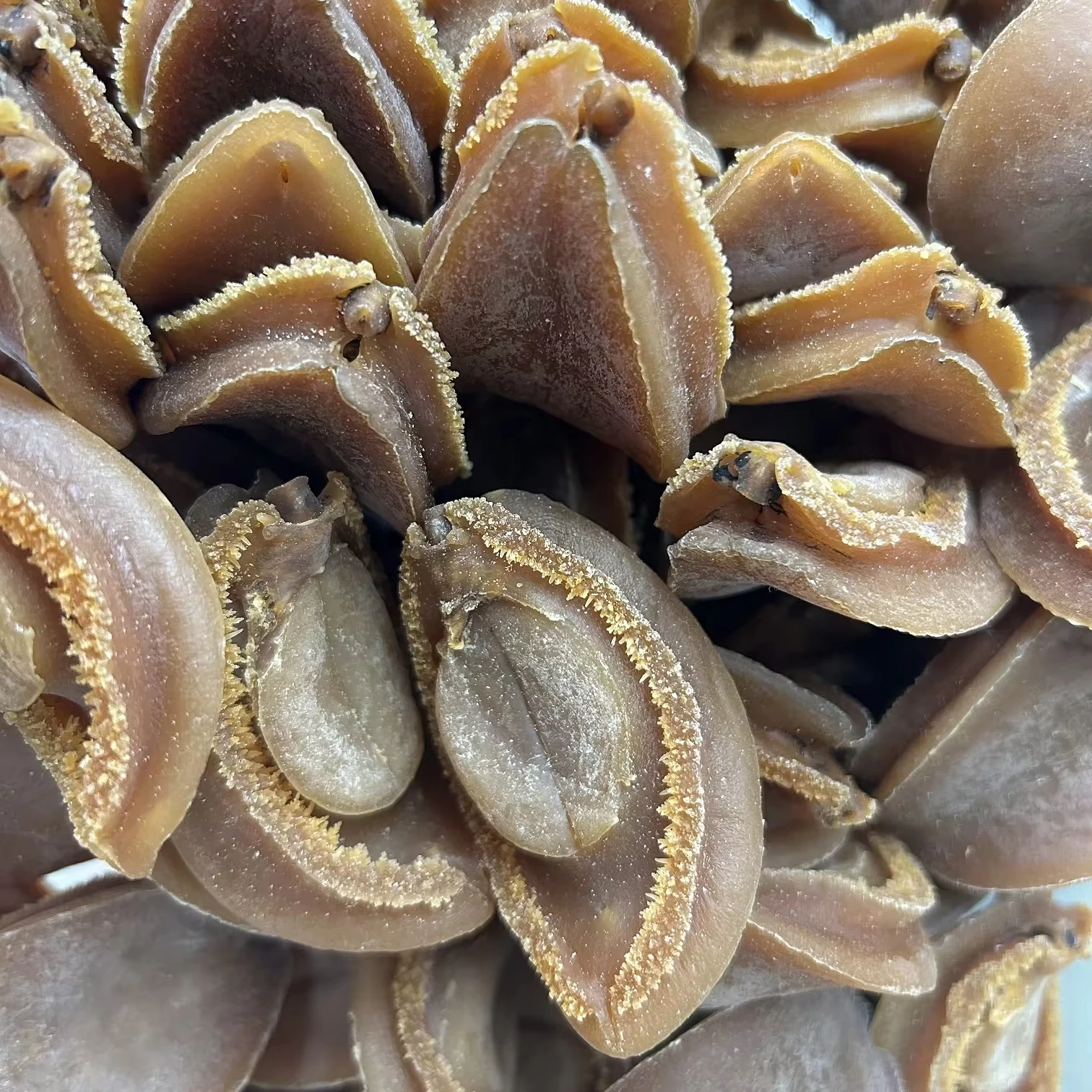 dry abalone from south africa