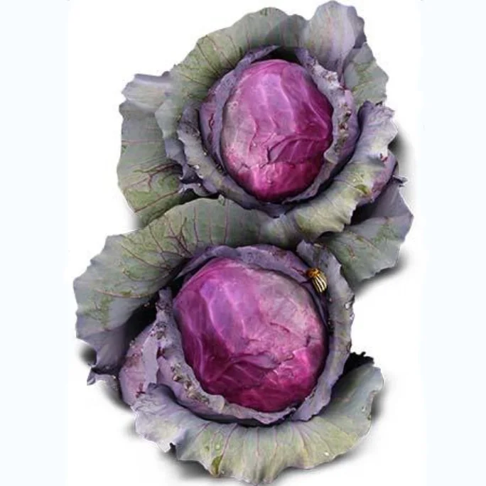 Heat Resistant Purple Red Cabbage Seed F1 Hybrid from China
