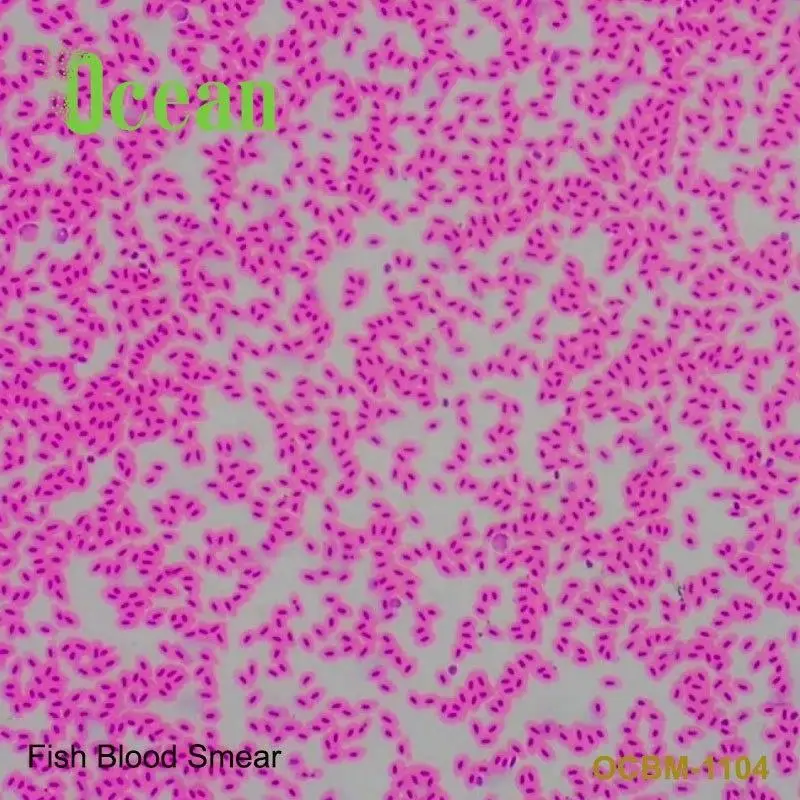 Fish Blood Smear zoology slides for medical research on prepared microscope slide