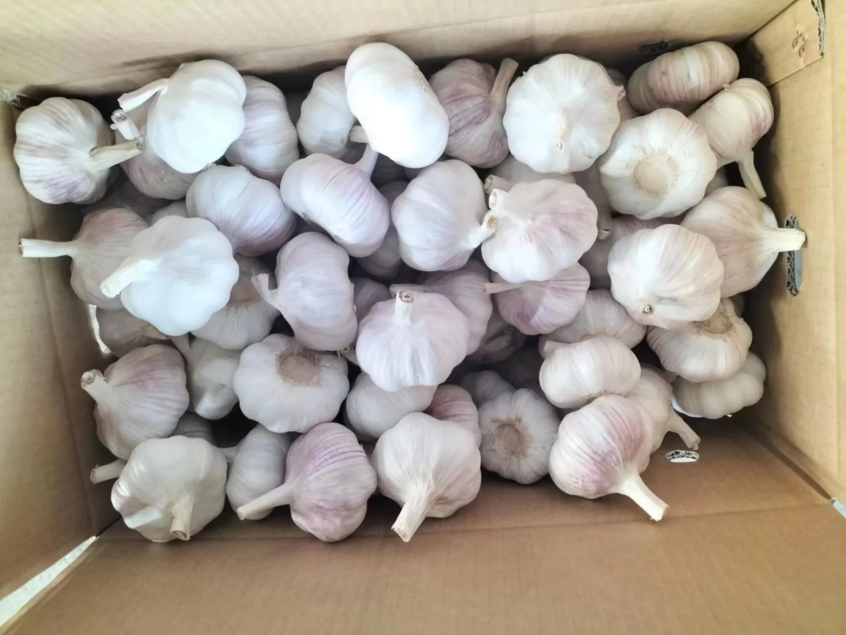 China Garlic Price in Cheap 4.5cm-6.5cm/package in carton/bag for Import/Export - new arrival chinese  wholesale fresh garlic
