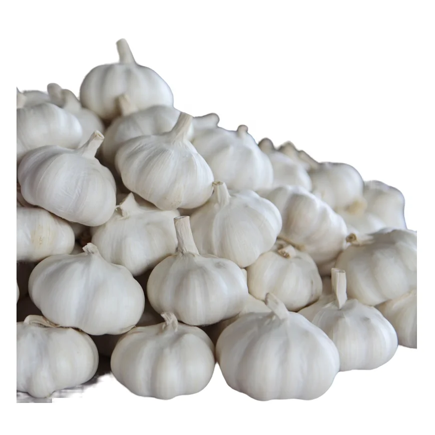 Wholesale Chinese Fresh Garlic Low Price Best Quality